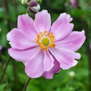 Anemone × hybrida 'Königin Charlotte' ---